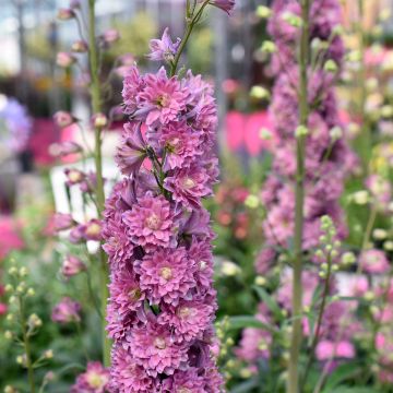Ridderspoor Highlander Flamenco - Delphinium