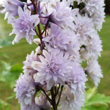 Delphinium Highlander Cha Cha - Ridderspoor