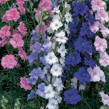 Ridderspoor Little Rocket Mix (zaad) - Delphinium
