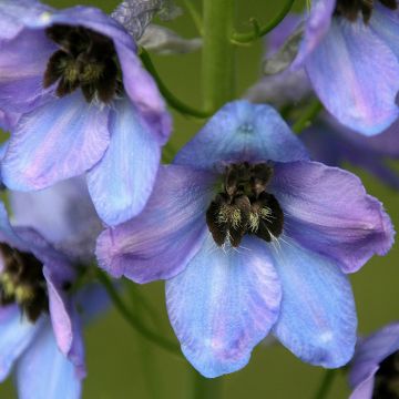 Ridderspoor Mrs Newton Lees - Delphinium