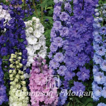 Delphinium hybridum New Zealand Doubles Mixed (zaad) - Ridderspoor