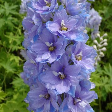 Delphinium Pacific giant Cameliard - Ridderspoor
