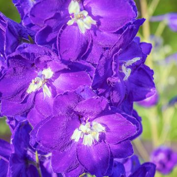 Delphinium Pacific King Arthur - Ridderspoor