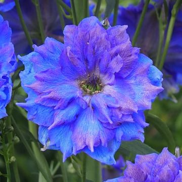 Delphinium elatum Pagan Purples - Pied d'Alouette
