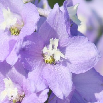 Delphinium belladonna Capri - Ridderspoor