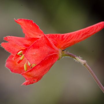 Delphinium cardinale - Ridderspoor