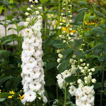 Delphinium elatum Double Innocence - Ridderspoor