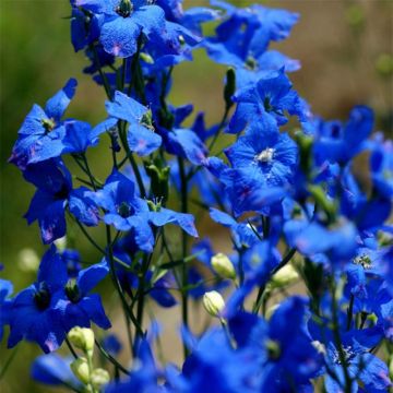 Delphinium grandiflorum - Ridderspoor