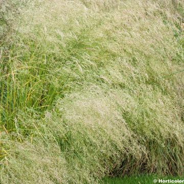Deschampsia cespitosa Bronzeschleier - Ruwe smele