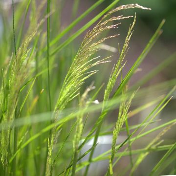 Deschampsia cespitosa Northern Lights - Ruwe smele