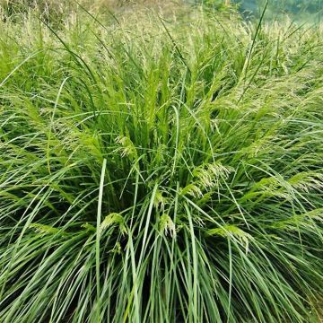 Deschampsia cespitosa Palava - Ruwe smele