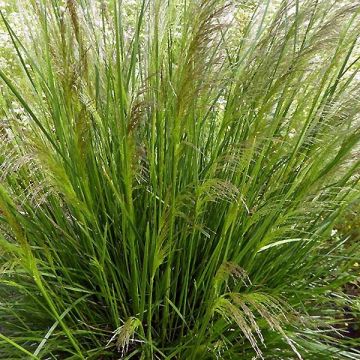Deschampsia cespitosa Pixie Fountain - Ruwe smele