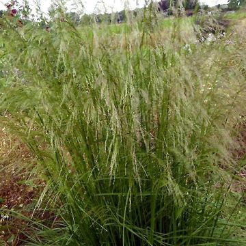 Deschampsia cespitosa Tauträger - Ruwe smele