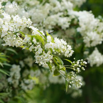 Deutzia gracilis - Bruidsbloem