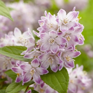 Deutzia Raspberry Sundae - Bruidsbloem