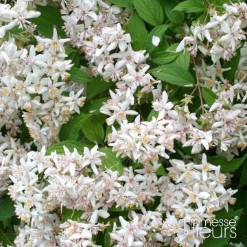 Deutzia scabra - Bruidsbloem