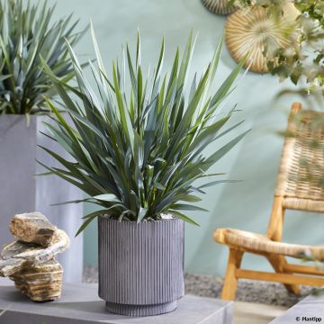 Dianella revoluta Blue Stream - Tasmaanse vlaslelie