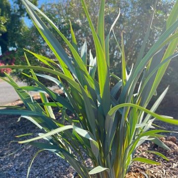 Dianella revoluta Clarity Blue - Tasmaanse vlaslelie