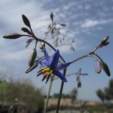 Dianella revoluta Little Rev - Tasmaanse vlaslelie