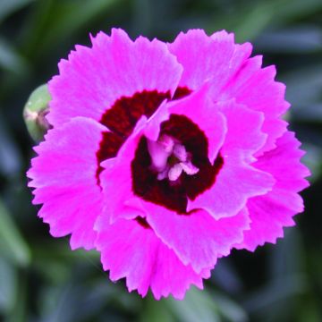 Anjer Evening Star - Dianthus