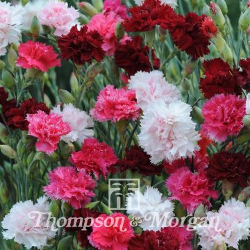 Grasanjer Sonata (zaad) - Dianthus plumarius