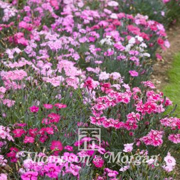 Grasanjer Sweetness Mixed (zaad) - Dianthus plumarius