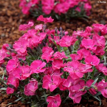 Anjer Vivid Bright Light - Dianthus