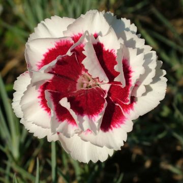 Dianthus allwoodii Alice - Anjer