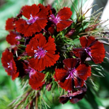 Duizendschoon Oeschberg - Dianthus barbatus