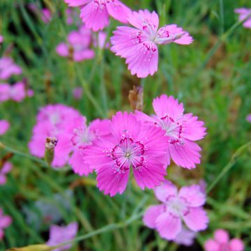 Dianthus deltoides Rosea - Steenanjer