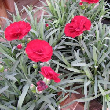 Grasanjer Desmond - Dianthus plumarius
