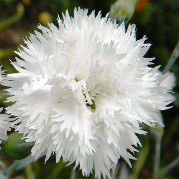 Grasanjer wit Flore Pleno Albus - Dianthus plumarius
