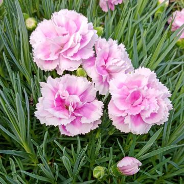 Dianthus plumarius Scent First Iced Gem - Grasanjer