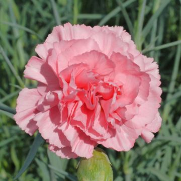 Dianthus plumarius Letitia Wyatt - Grasanjer