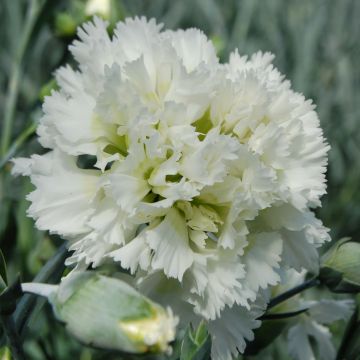 Dianthus plumarius Mrs Sinkins - Grasanjer