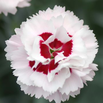 Dianthus plumarius Scent First Coconut Sundae - Grasanjer
