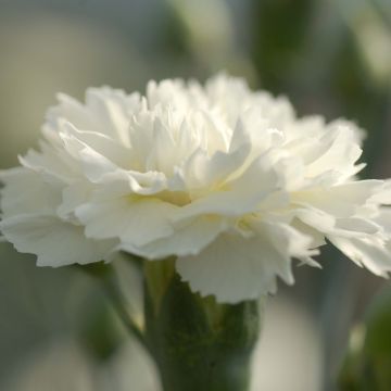 Dianthus plumarius Scent First Memories - Grasanjer