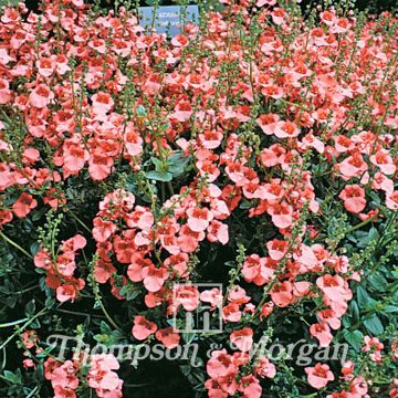 Diascia barberae Apricot Queen (zaad) - Elfenspoor