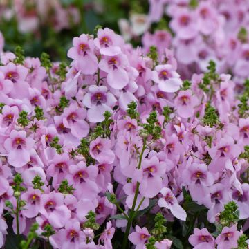 Diascia Breezee Plus Pastel - Elfenspoor