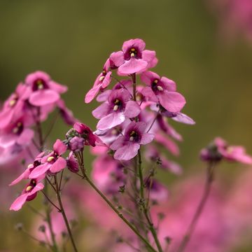 Diascia Breezee Plus Pink - Elfenspoor