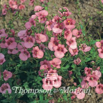 Diascia barberae Roze Queen (zaad) - Elfenspoor