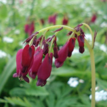 Dicentra formosa Bacchanal - Gebroken hartje
