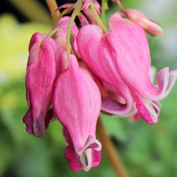 Dicentra Pink Diamonds - Gebroken hartje
