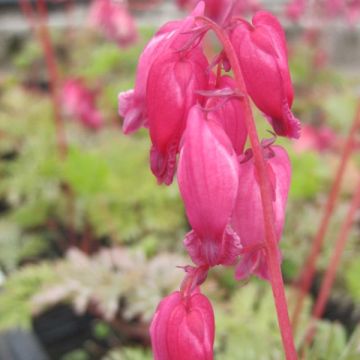 Dicentra formosa Luxuriant - Gebroken hartje