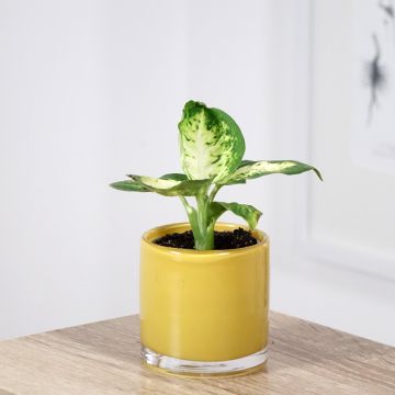 Dieffenbachia maculata Amy - Gevlekte dieffenbachia