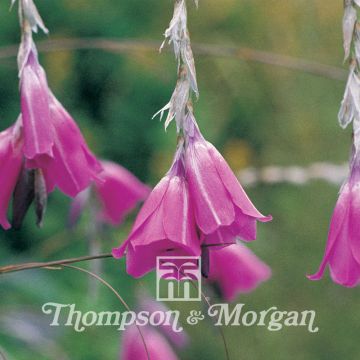 Dierama pulcherrimum Slieve Donard Hybrids (zaad) - Engelenhengel