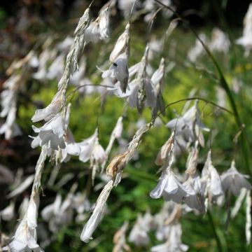 Dierama pulcherrimum Alba - Engelenhengel