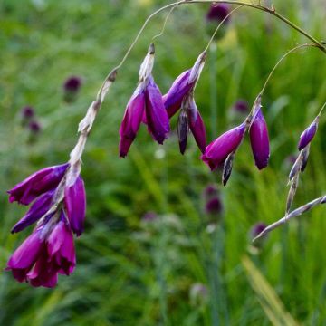 Dierama pulcherrimum Dark Cerise - Engelenhengel