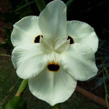 Dietes bicolor - Afrikaanse iris