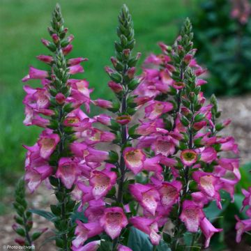 Digitalis valinii Berry Canary - Vingerhoedskruid